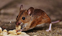 24 Hour & Emergency Exterminators in Alum Creek, WV